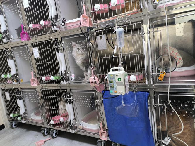 宠物医院缴费窗口猫咪住院笼照片