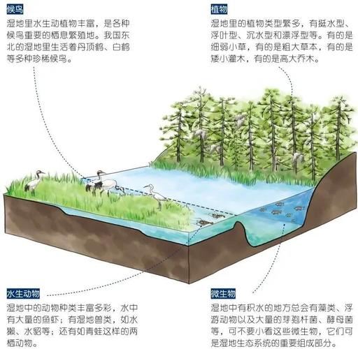 湿地生态系统构成示意图