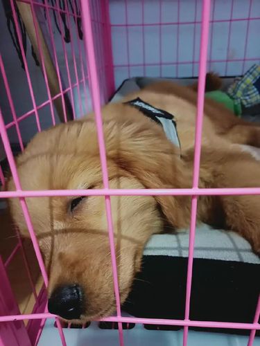 成年金毛在宽敞犬笼内伸懒腰的日常场景
