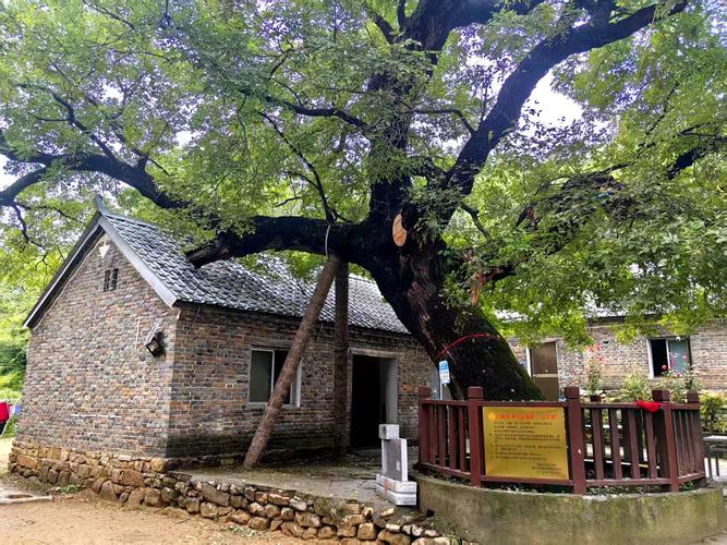 南漳印象老家山坳入口旁的百年樟树与石磨