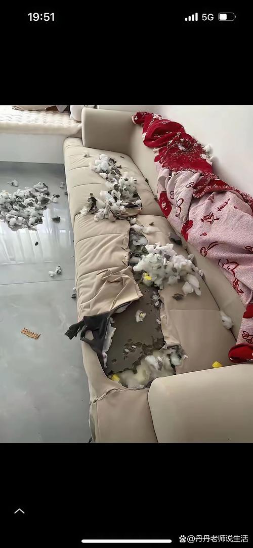 狗狗独处拆家后的凌乱客厅现场