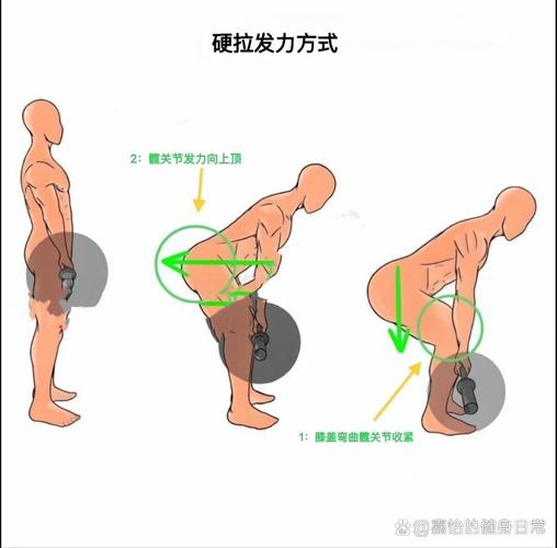硬拉动作核心收紧受力点标注图