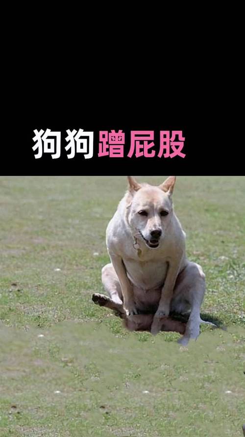 狗狗在小区草坪蹭屁股实拍