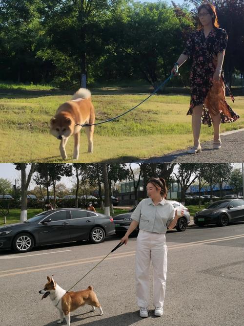 一个人轻松遛狗而无意中保持健康的户外场景