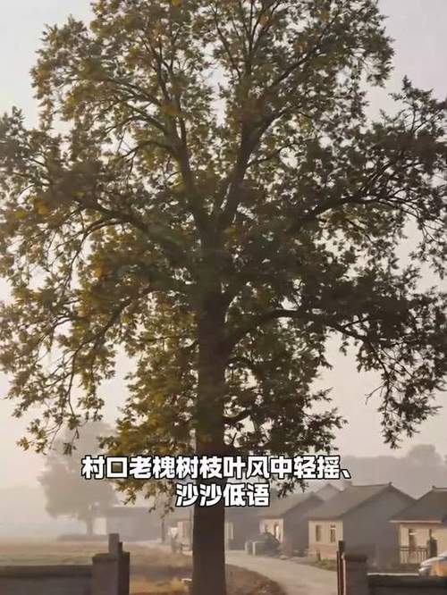 风刮过老杆的声响