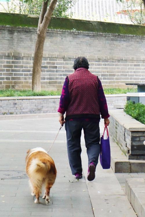 老人牵小型贵宾犬在巷口散步
