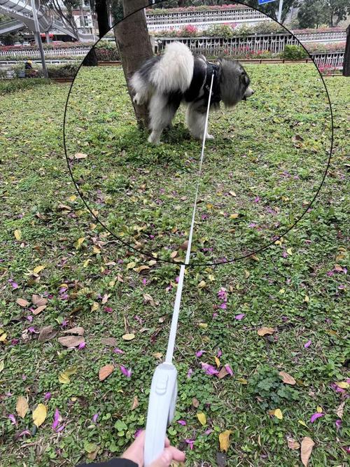 小区草坪错误使用长伸缩牵引绳遛狗
