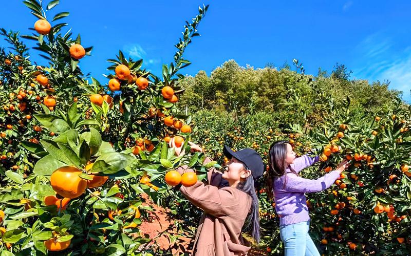 南漳漳河边峡口柑橘种植园