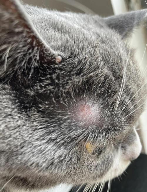 宠物医院猫疫苗过敏后脸部肿胀的临床观察图