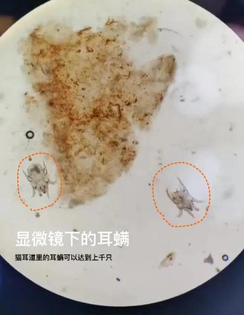 猫耳道耳螨排泄物显微镜观察图