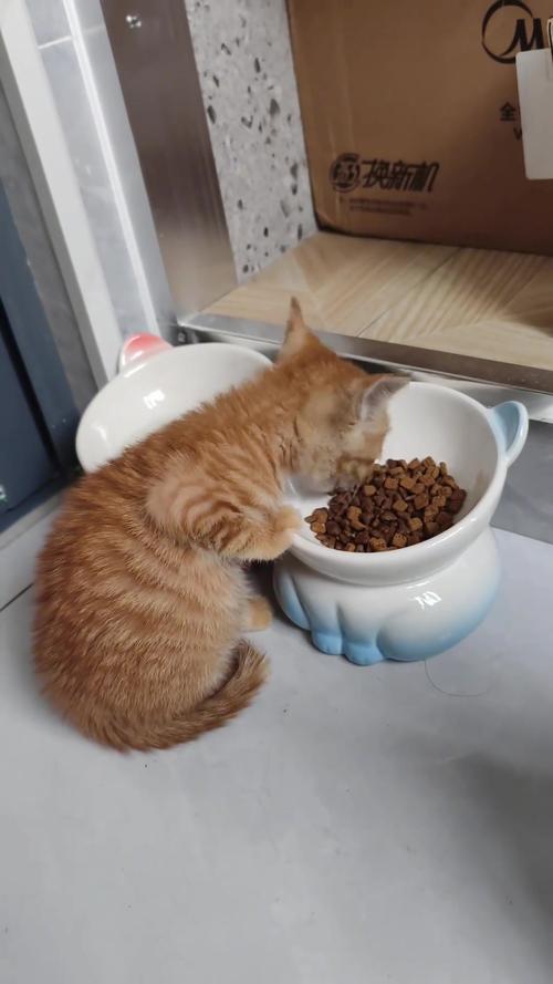 家猫吃猫粮中途停碗甩头日常场景