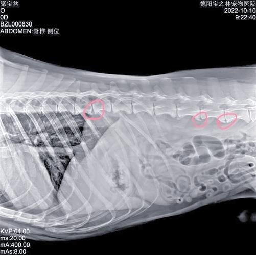 正常犬脊柱与犬椎间盘突出DR影像对比图