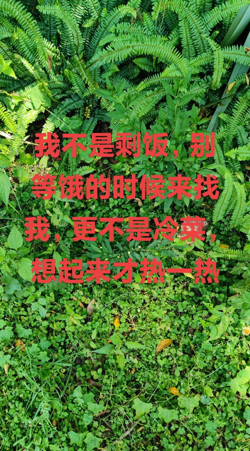 热的不是剩饭，是没说完的日子