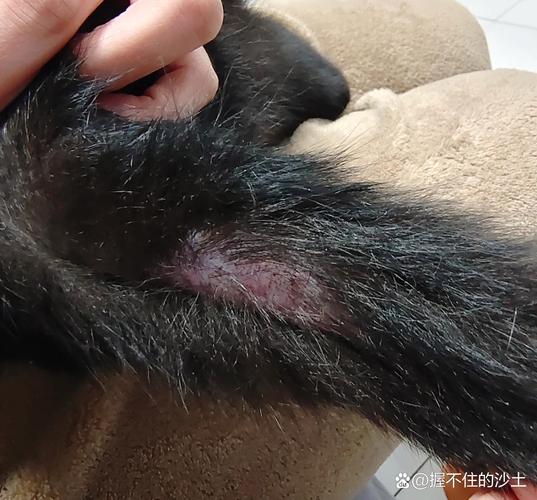猫尾巴油块结块粘在毛根的近距离实拍