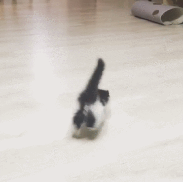猫咪半夜在客厅奔跑动态抓拍