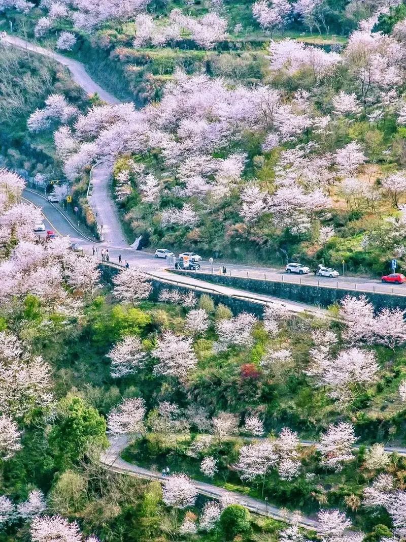 浙江四明山冷门县道骑行,两旁开满野樱花
