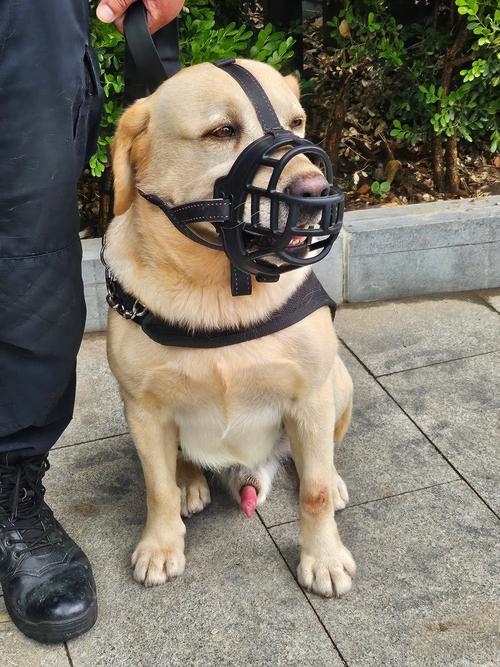 佩戴软质嘴套的小型犬蹲在玄关警惕望向门口