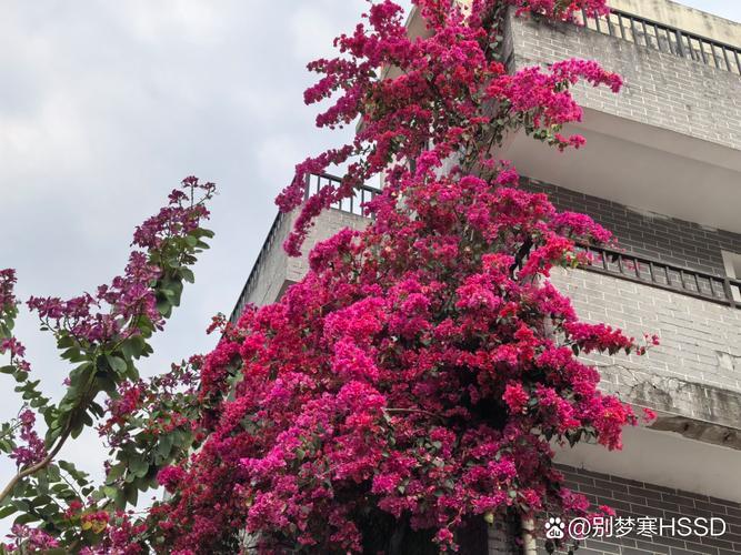 南靖和贵楼天井旁青石板路三角梅景观