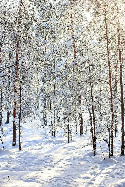 长白山岳桦林积雪压断枝条落雪