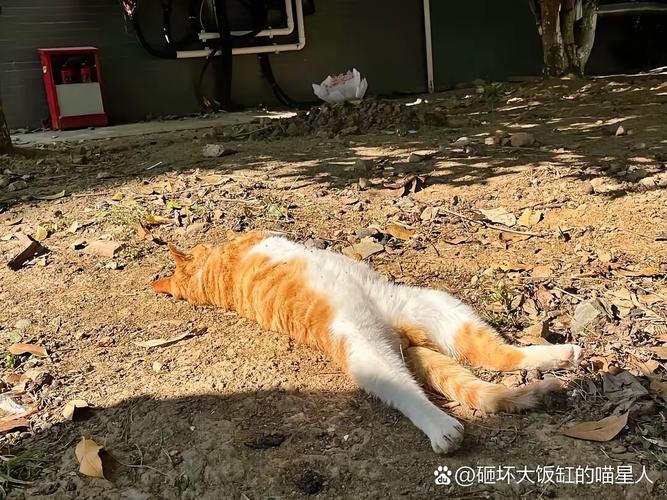 橘猫攥着半块冻干对着旁边伸过来的手哈气