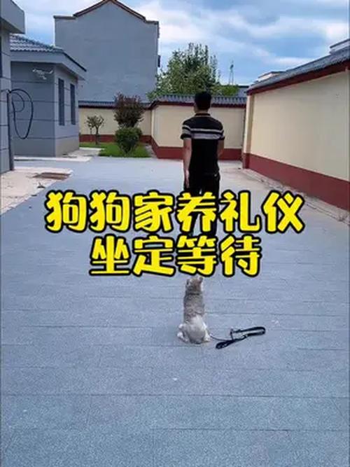 狗狗训练:怎样让狗狗学会“别动”指令?-我问答网