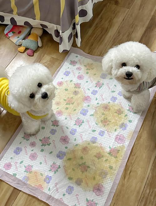 幼犬室内尿垫布置实景图