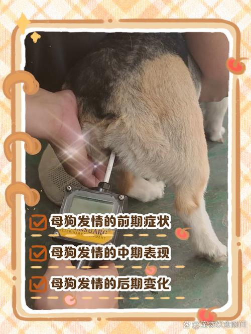 人和狗眼神对视催产素实验情境
