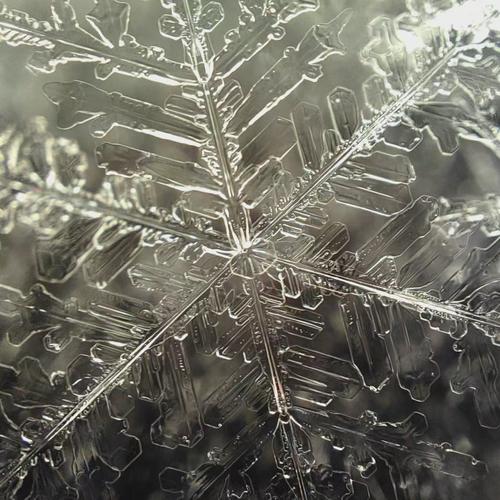 雪花的秘密:我蹲在-15℃的夜里拍到的不只是六角形-因为所以