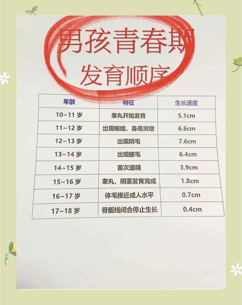 青春期男孩身体发育阶段示意图