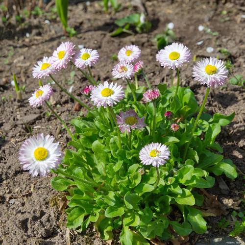 阳台种植除虫菊开花实拍