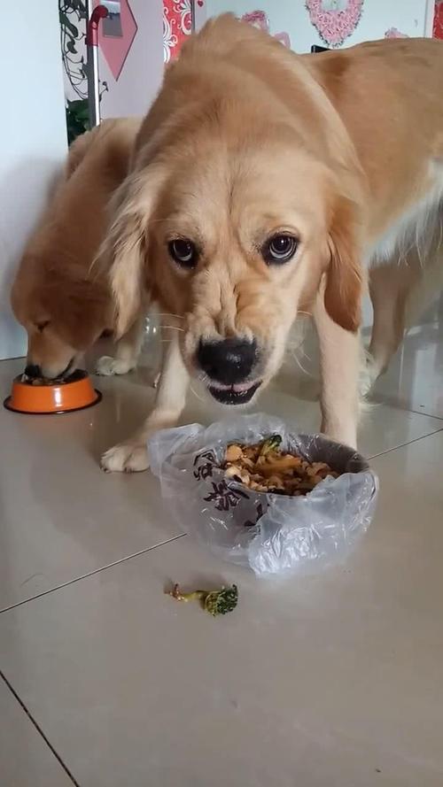 金毛护食趴在食盆前实拍