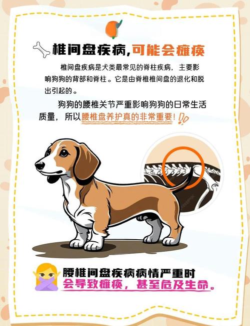 犬椎间盘突出高发品种体型示意图