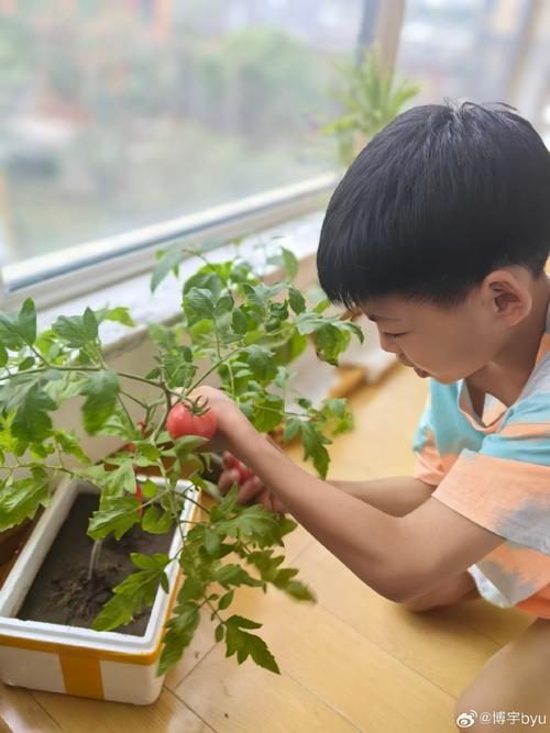 家庭阳台盆栽小番茄 小男孩蹲着观察蚂蚁