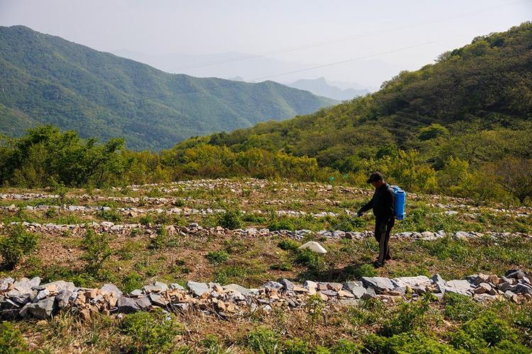 妙峰山涧沟村玫瑰种植园花期实景