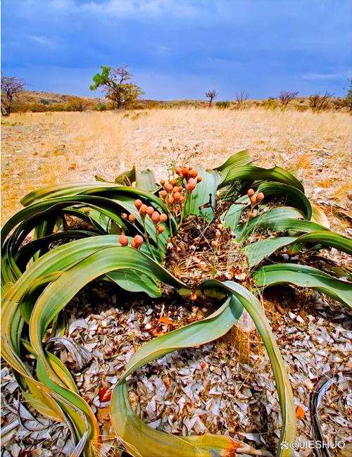 纳米布沙漠百岁兰植物特写