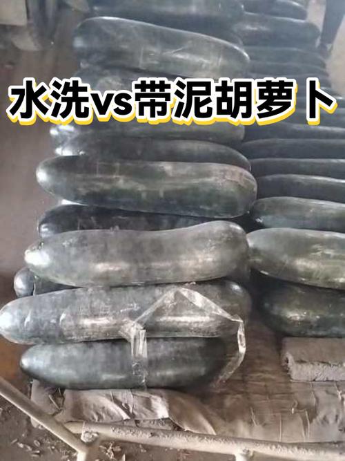 带泥胡萝卜刷洗外皮过程图