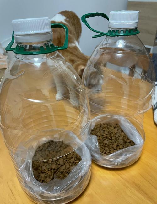 放在小区绿化带的废旧洗衣液桶改造流浪猫投喂站