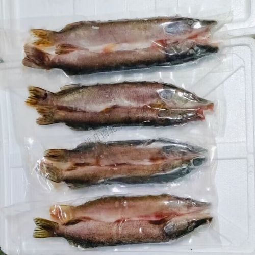阿勒泰冷水鱼乔尔泰