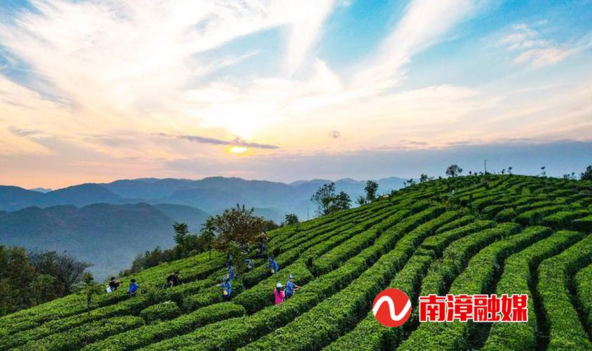 湖北南漳荆山磨坪贡茶高山茶园