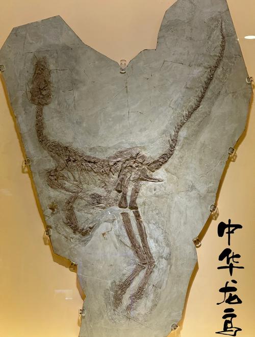 辽宁化石村农民展示新挖出的化石