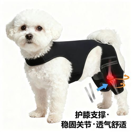 患犬髋关节发育不良狗狗游泳康复训练实拍