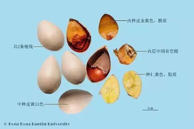 银杏果实结构解剖图