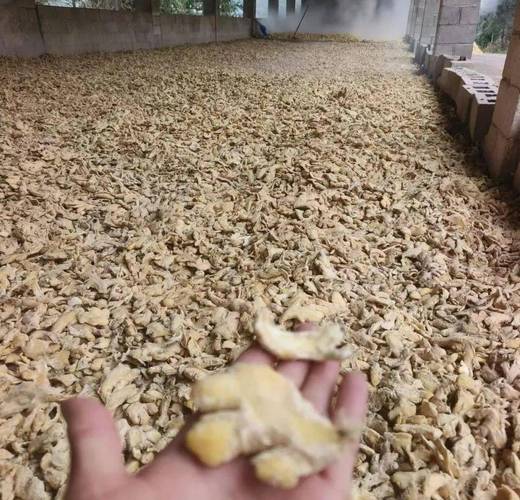 云南罗平小黄姜干燥加工过程实拍