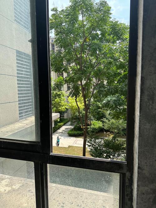 小户型南向窗被行道树遮挡实拍图