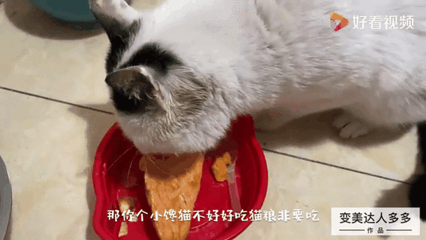 挑食猫咪拒绝进食动态抓拍