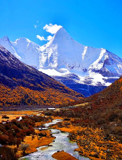 稻城亚丁县城周边金秋稻田背靠雪山景观