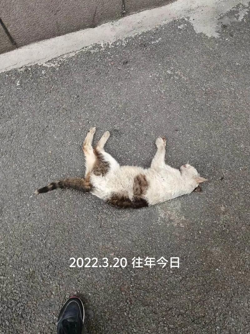 被猫撞倒的落地灯猫主人无奈收拾