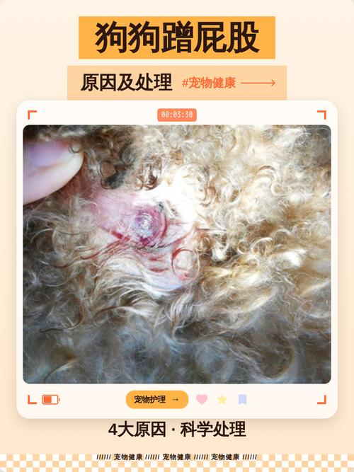 狗狗蹭屁股常见原因排查表