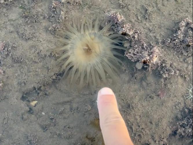 老虎滩礁石水洼海葵