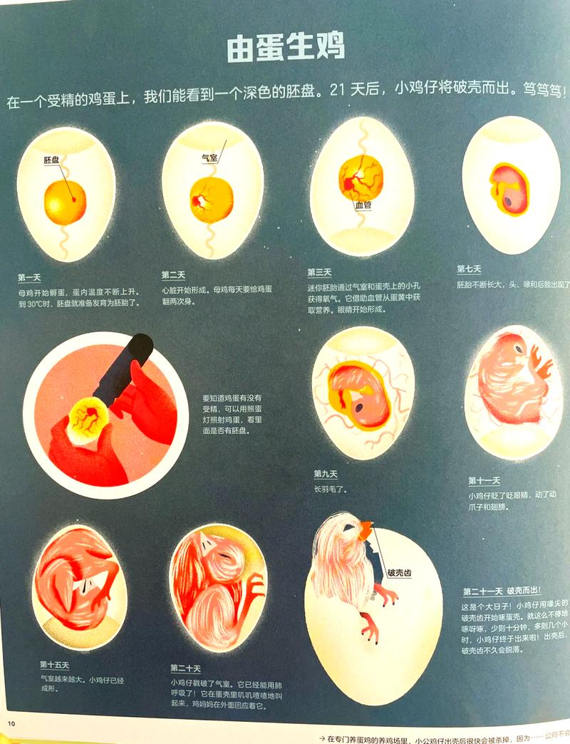 我们需要孵化什么？